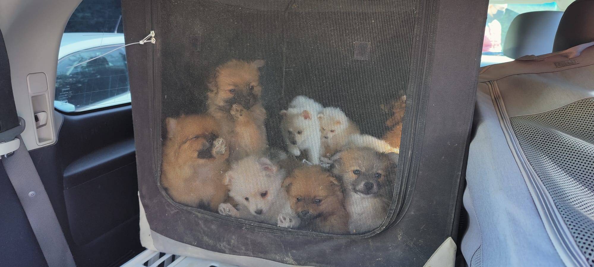 Tiertransport gestoppt auf A4