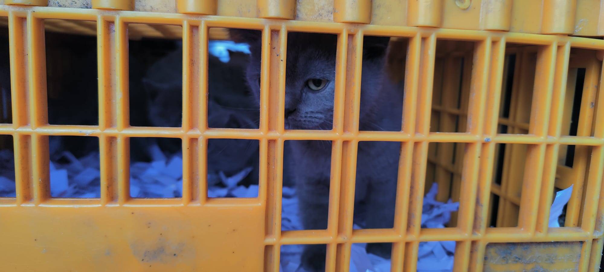 Tiertransport gestoppt auf A4