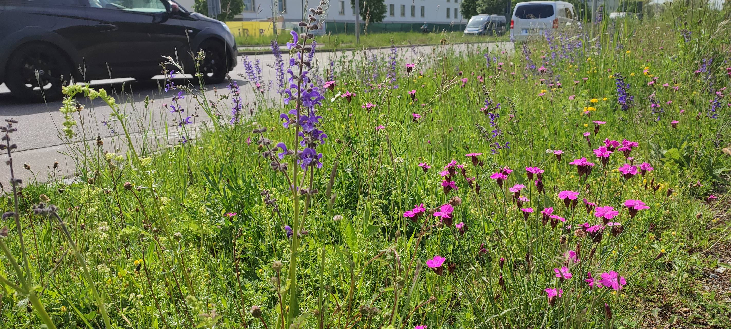 Alsdorf jetzt auch "Kommune für biologische Vielfalt"