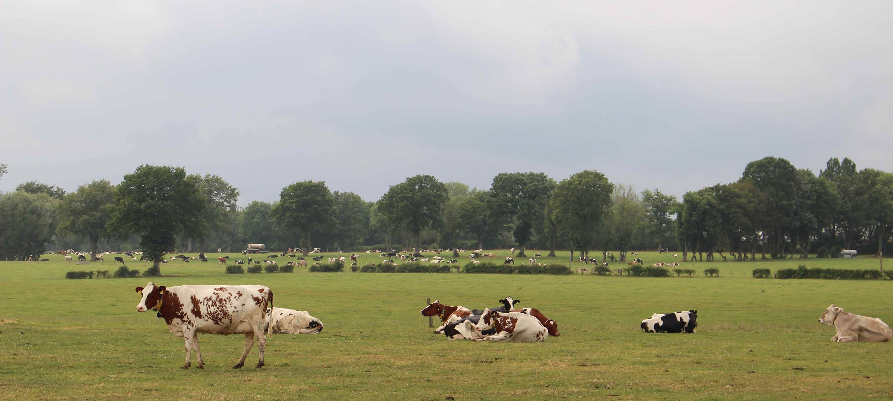 OVG Münster weist Beschwerde eines Aachener Landwirts zurück