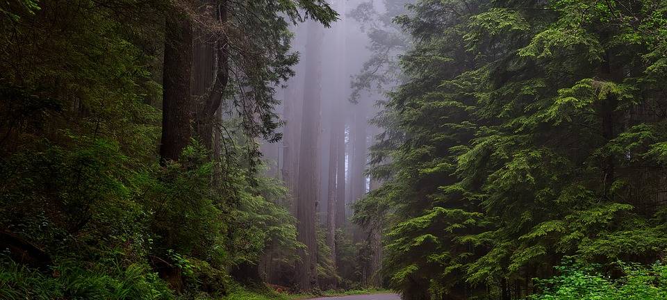 Besucherrekord im Nationalpark Eifel