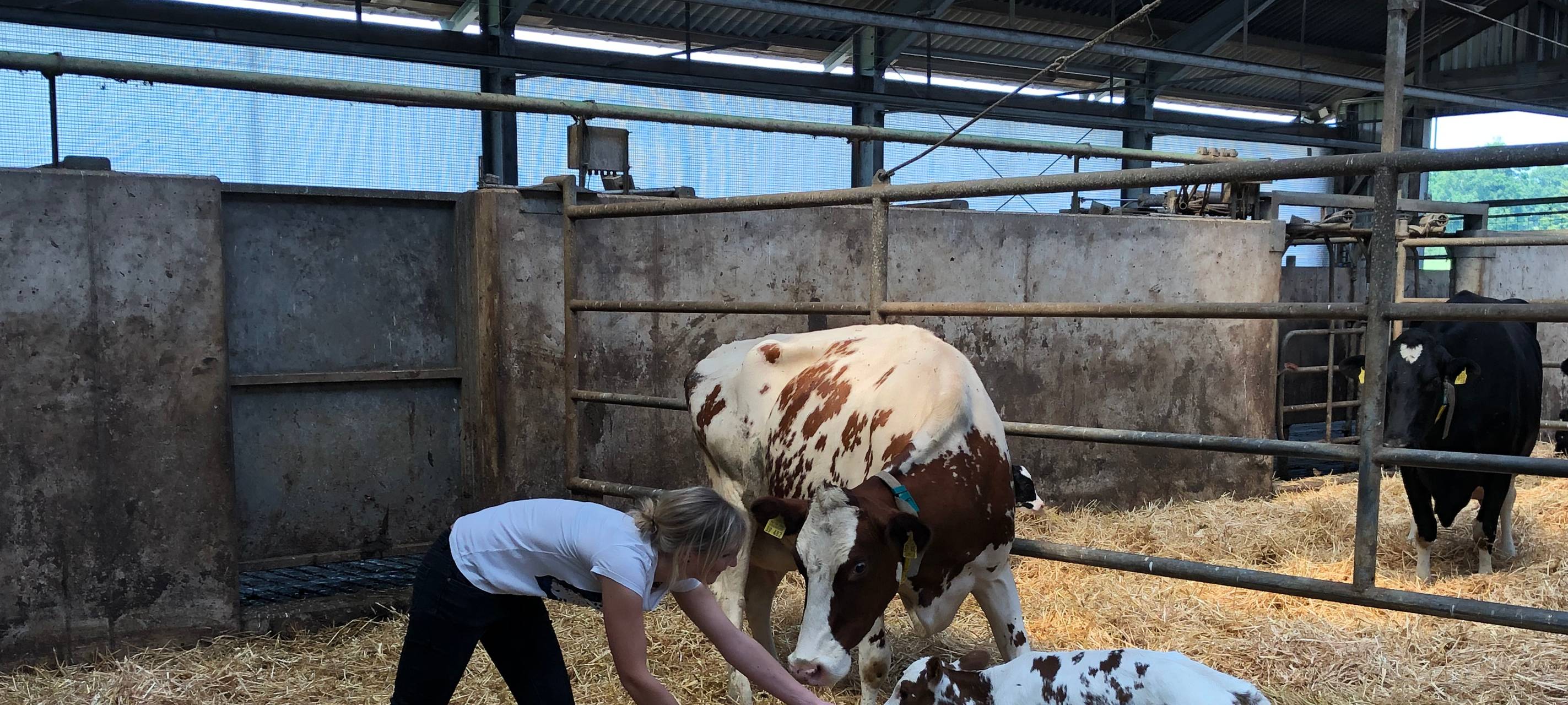 Rindertötung: Harter Schlag für Familie Giesen