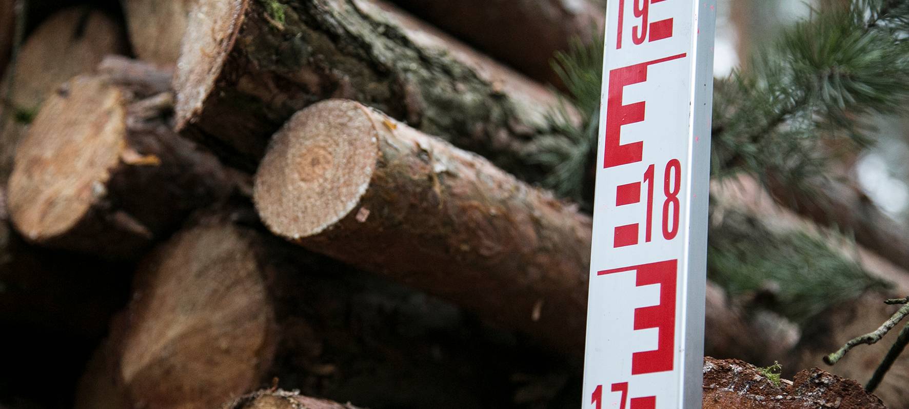 IG BAU sorgt sich um Nadelbäume