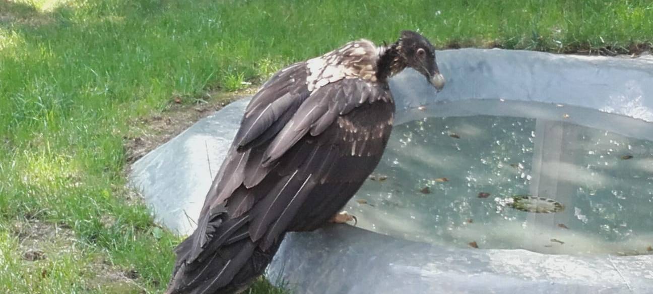 Neu im Aachener Tierpark: "Lucio"