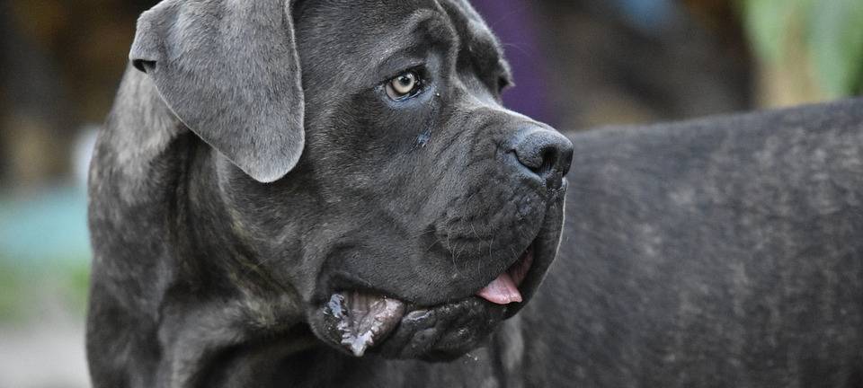 Großer Hund beißt kleinen Hund tot