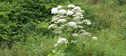 Warnung vor Riesenbärenklau in der Region