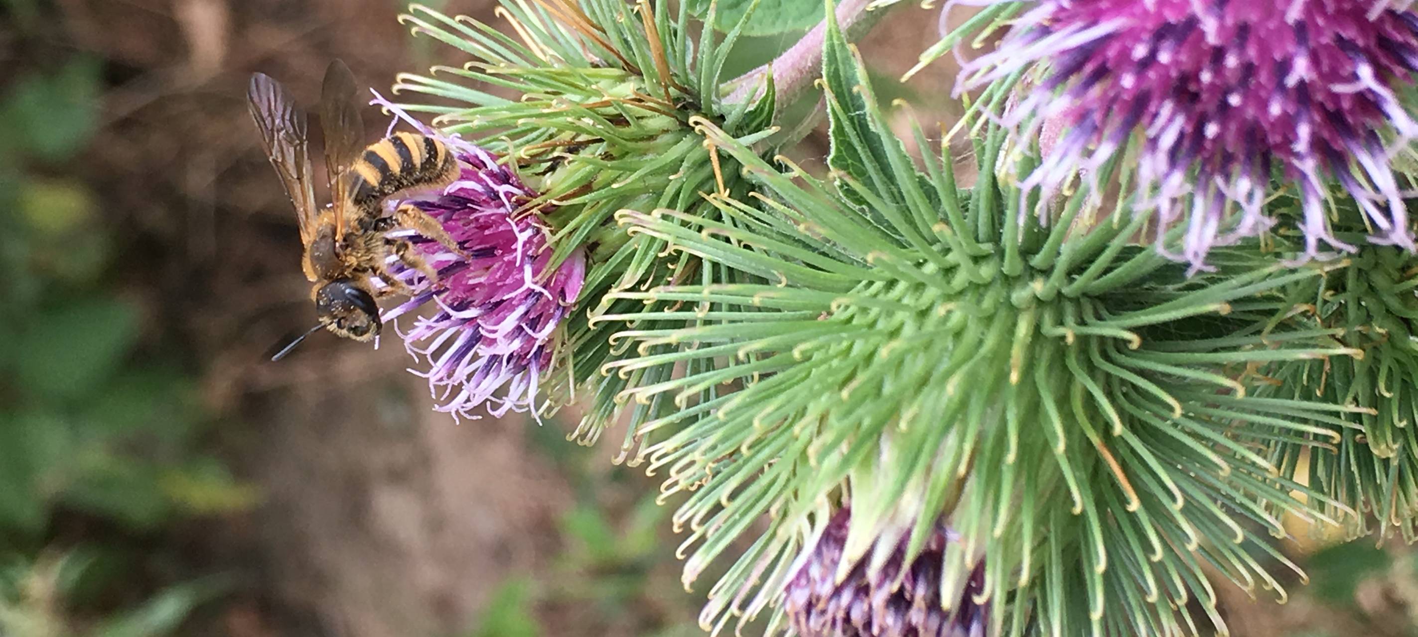 Blühende Wiesen für Insekten und Menschen gesucht