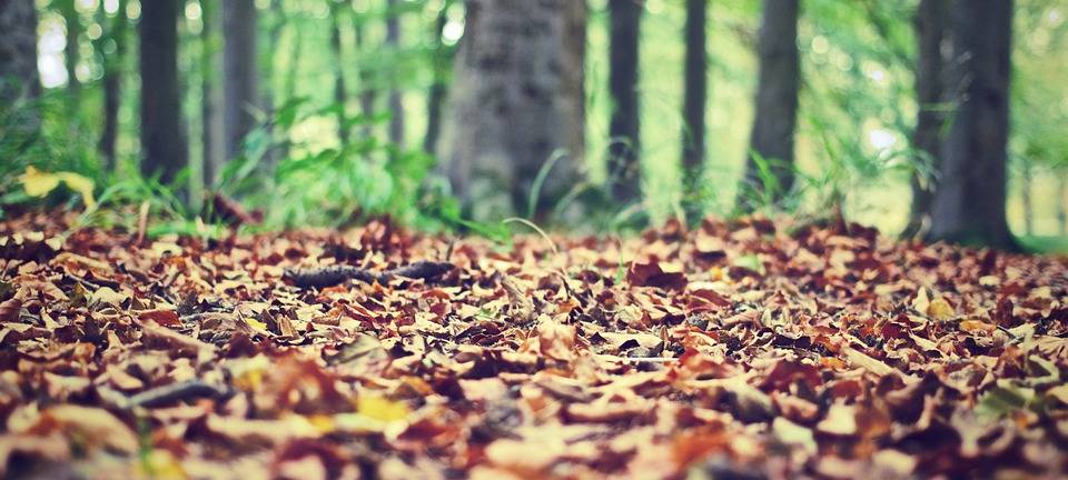 Trockenheit in der StädteRegion