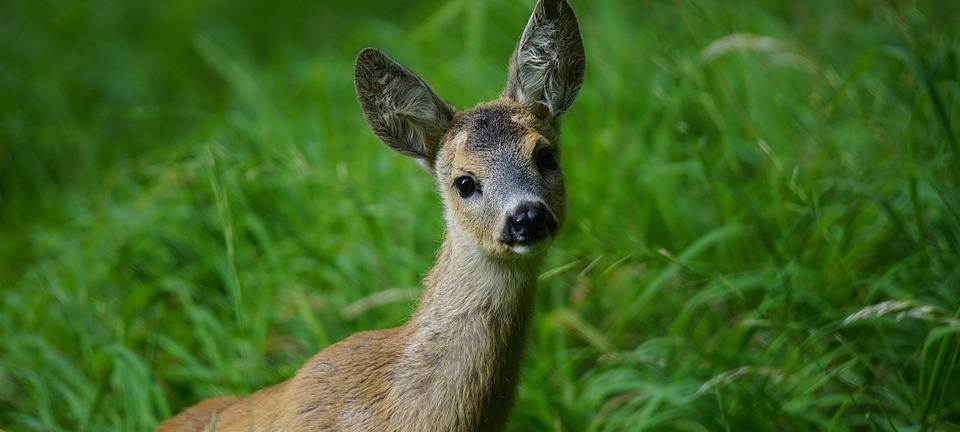 Reh angefahren und vom Unfallort geflohen