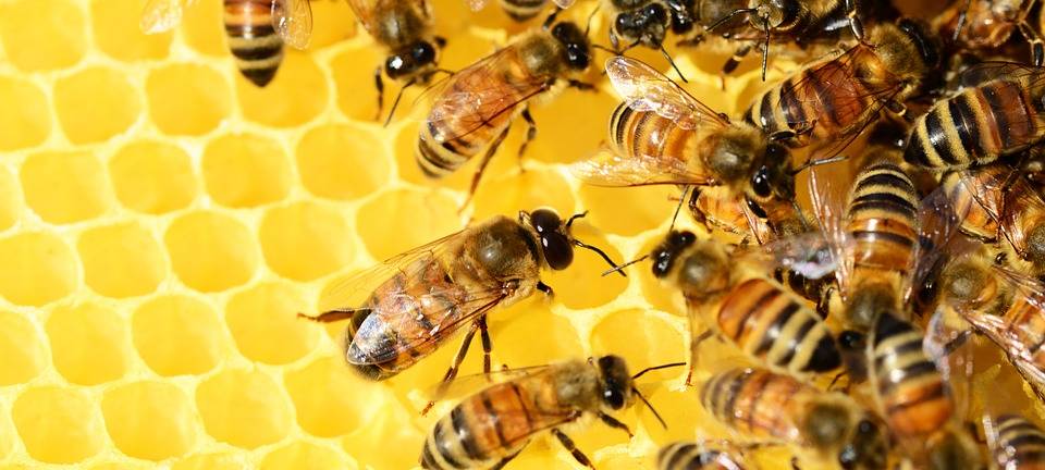 Eschweiler: Gefährliche Bienenkrankheit ausgebrochen