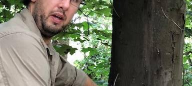 Stadt Eschweiler geht gegen die Rußrindenkrankheit vor