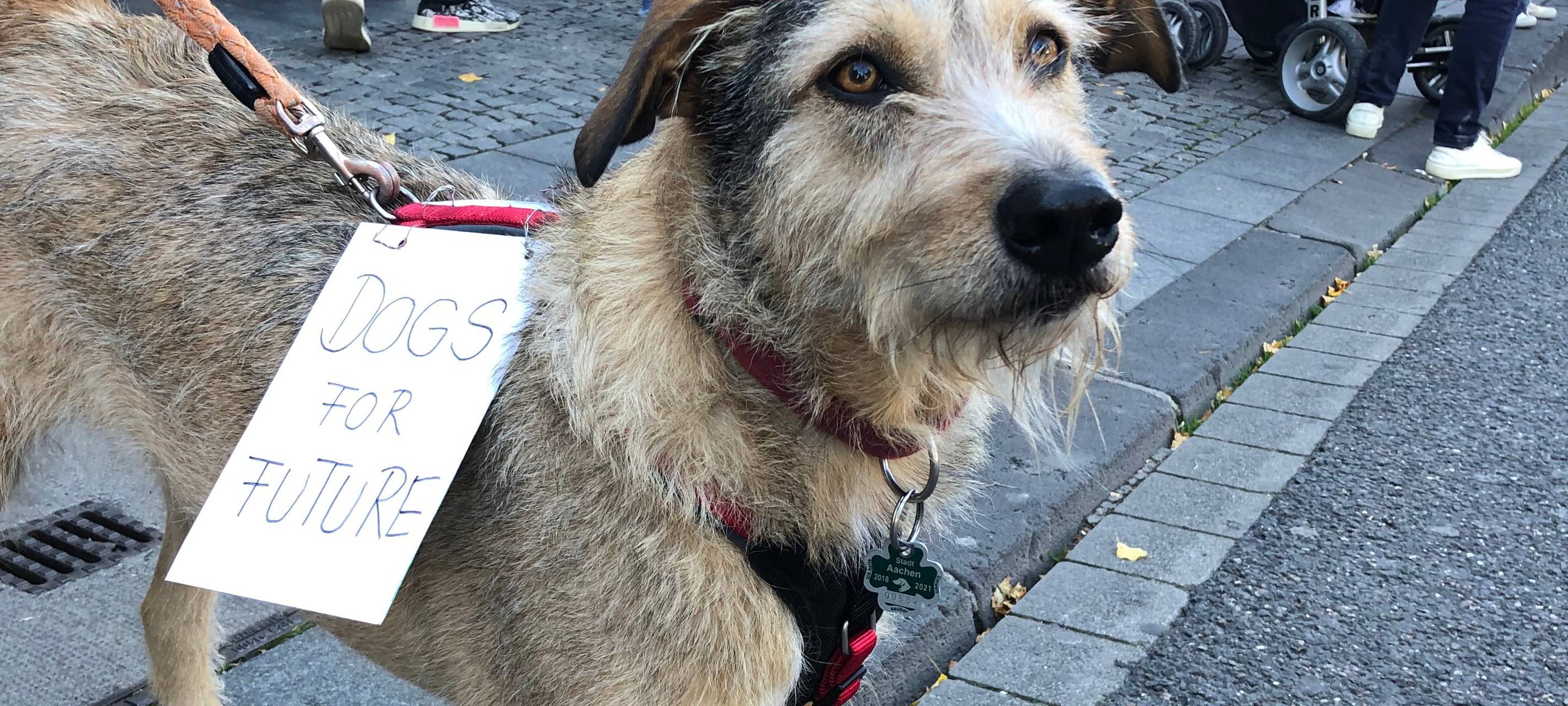 Globaler Klimastreik: Großdemo in Aachen