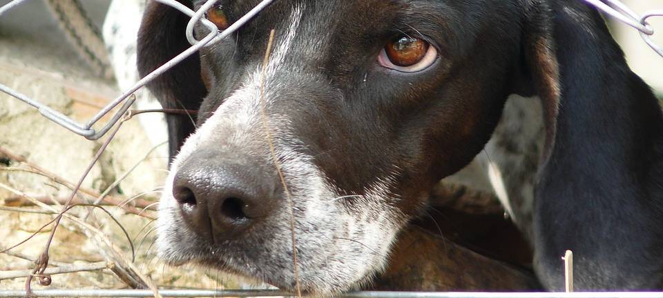 Monschau: Tierhaltungsverbot bleibt
