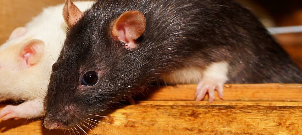 Würselen: Erste Erfolge gegen Ratten