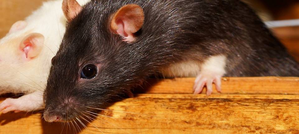 Eschweiler aktiv gegen Ratten