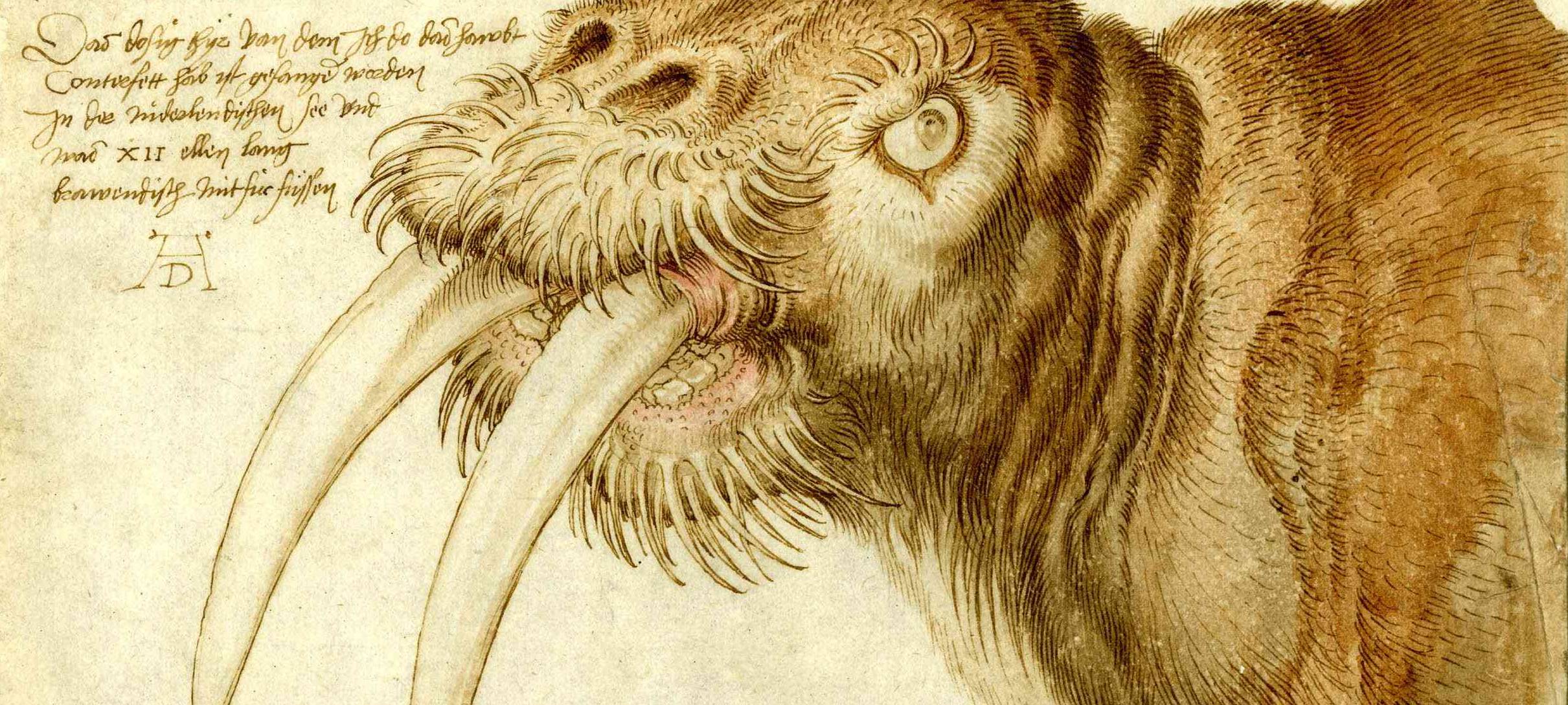 Dürer-Ausstellung erst 2021