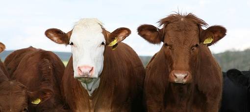 Monschau: 140 Rinder von Bauernhof gerettet