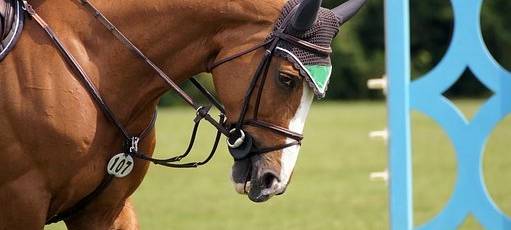 CHIO Aachen digital startet