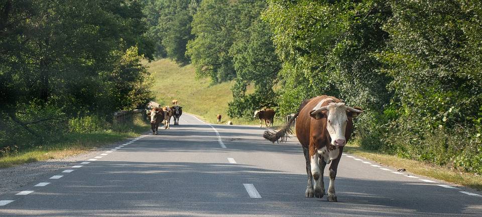 Ausgebüxte Rinder auf B258 unterwegs