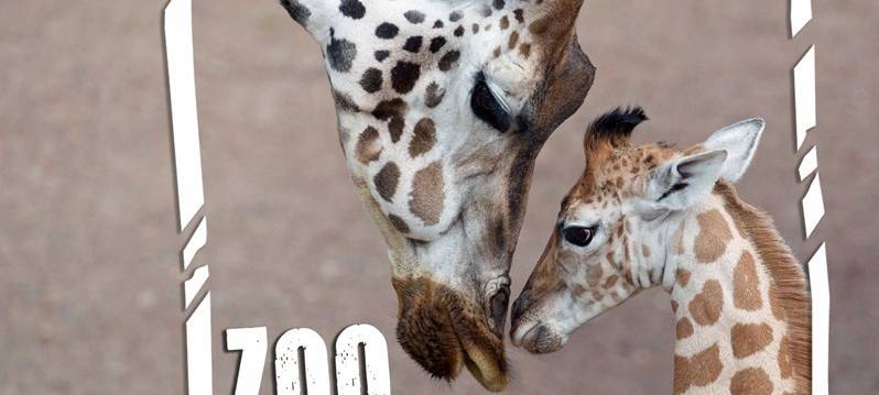GaiaZOO meldet Besucherrekord