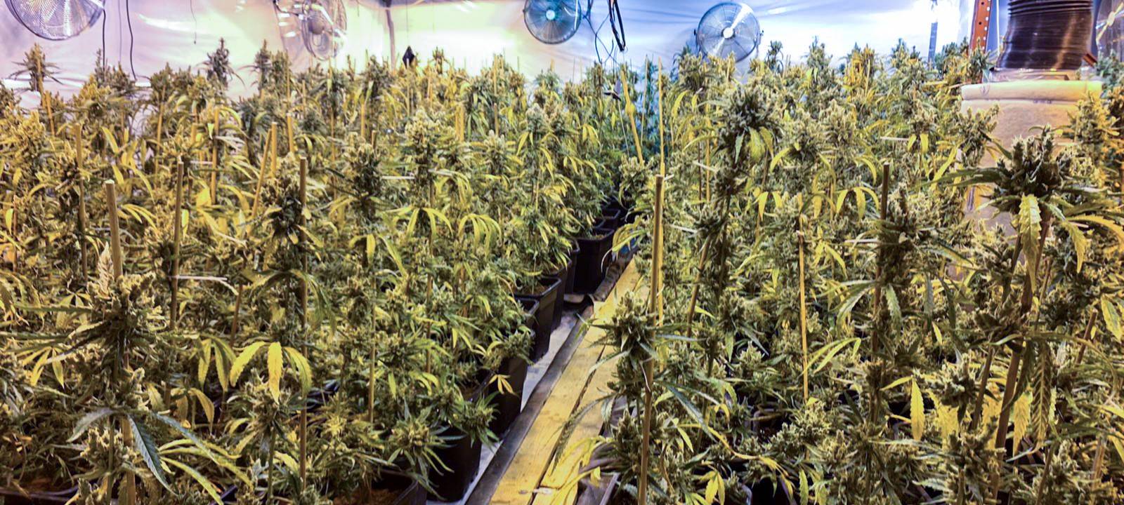 Cannabisplantage sichergestellt