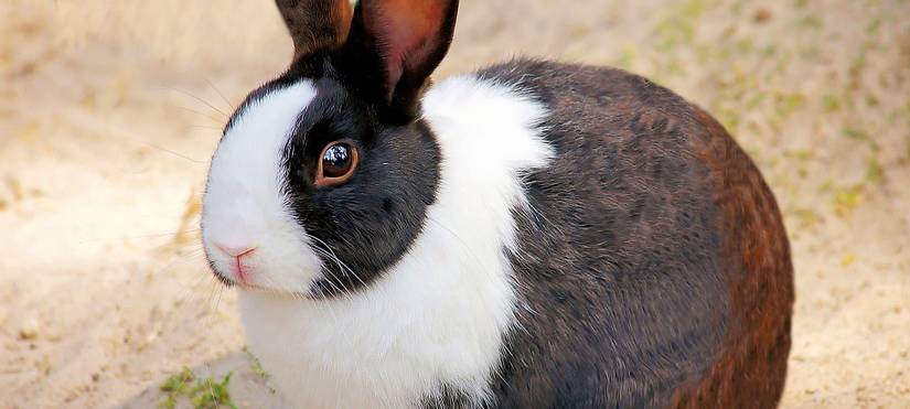 Neues Kleintierhaus für Aachener Tierheim