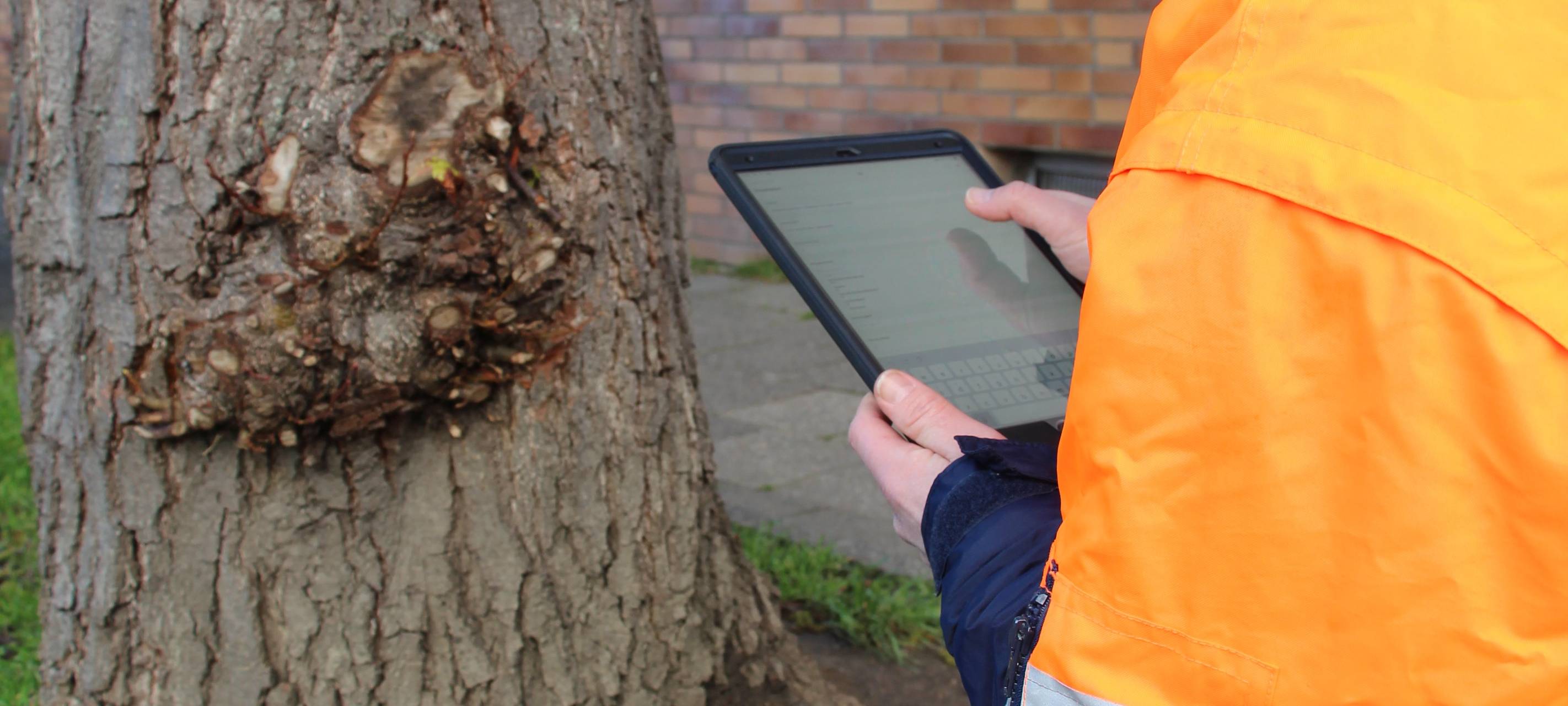 Stadt Aachen legt Baumkataster an