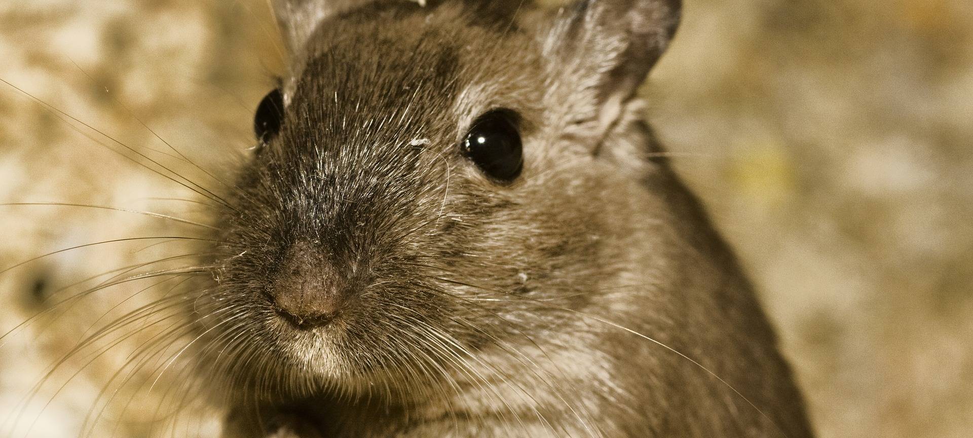 Feldhamster in NRW fast ausgestorben