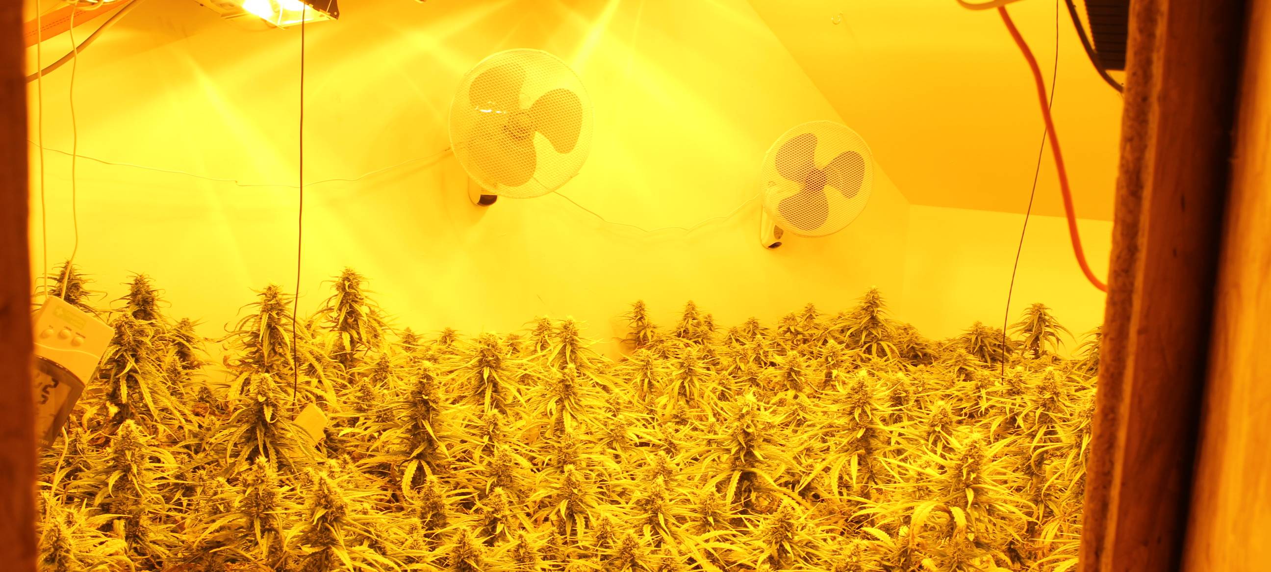 Aachen-Haaren: Cannabis-Anbau entdeckt