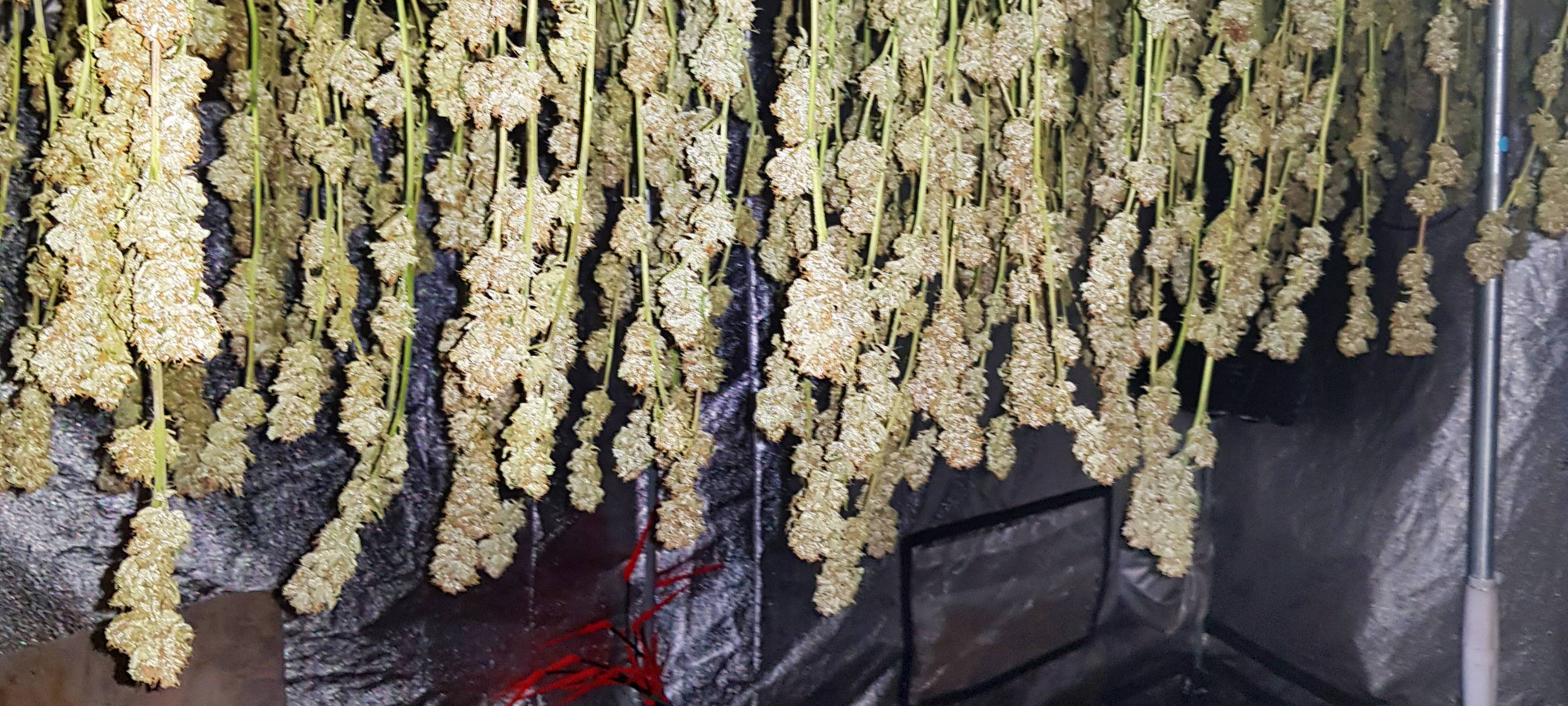 Hanfplantage in Stolberg-Breinig entdeckt