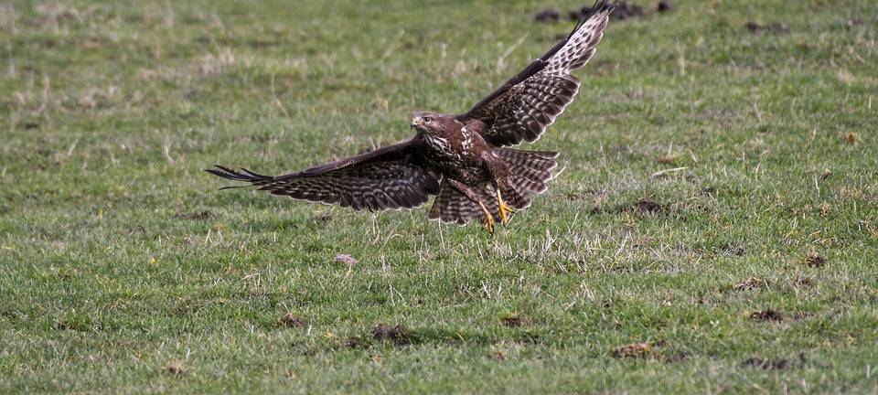 Greifvögel-Wilderei nimmt zu