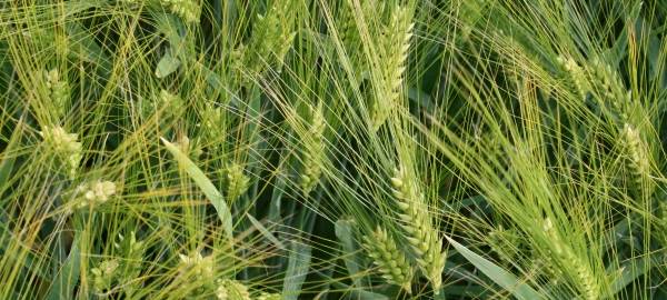 Bitte um Verständnis für Erntearbeiten