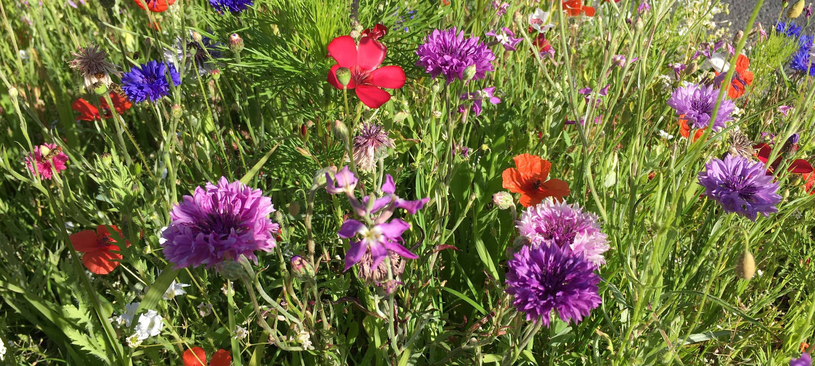 "Blütenparadies" geht das Geld aus - Bitte um Spenden