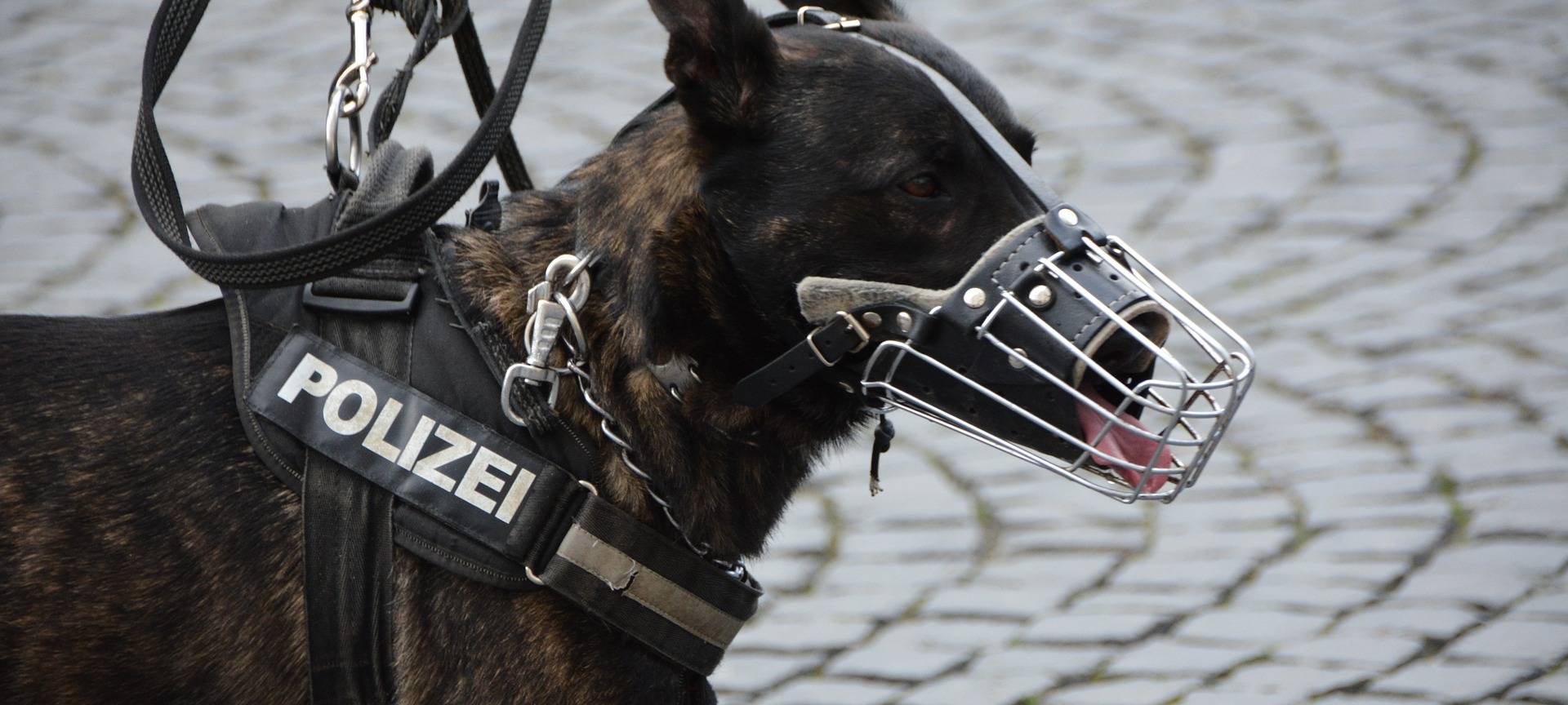 Polizeihund stellt Randalierer
