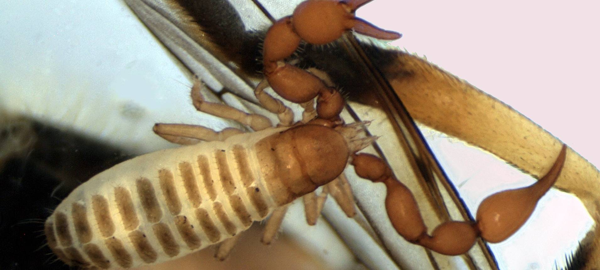 Nationalpark Eifel: "Pseudoskorpion" entdeckt