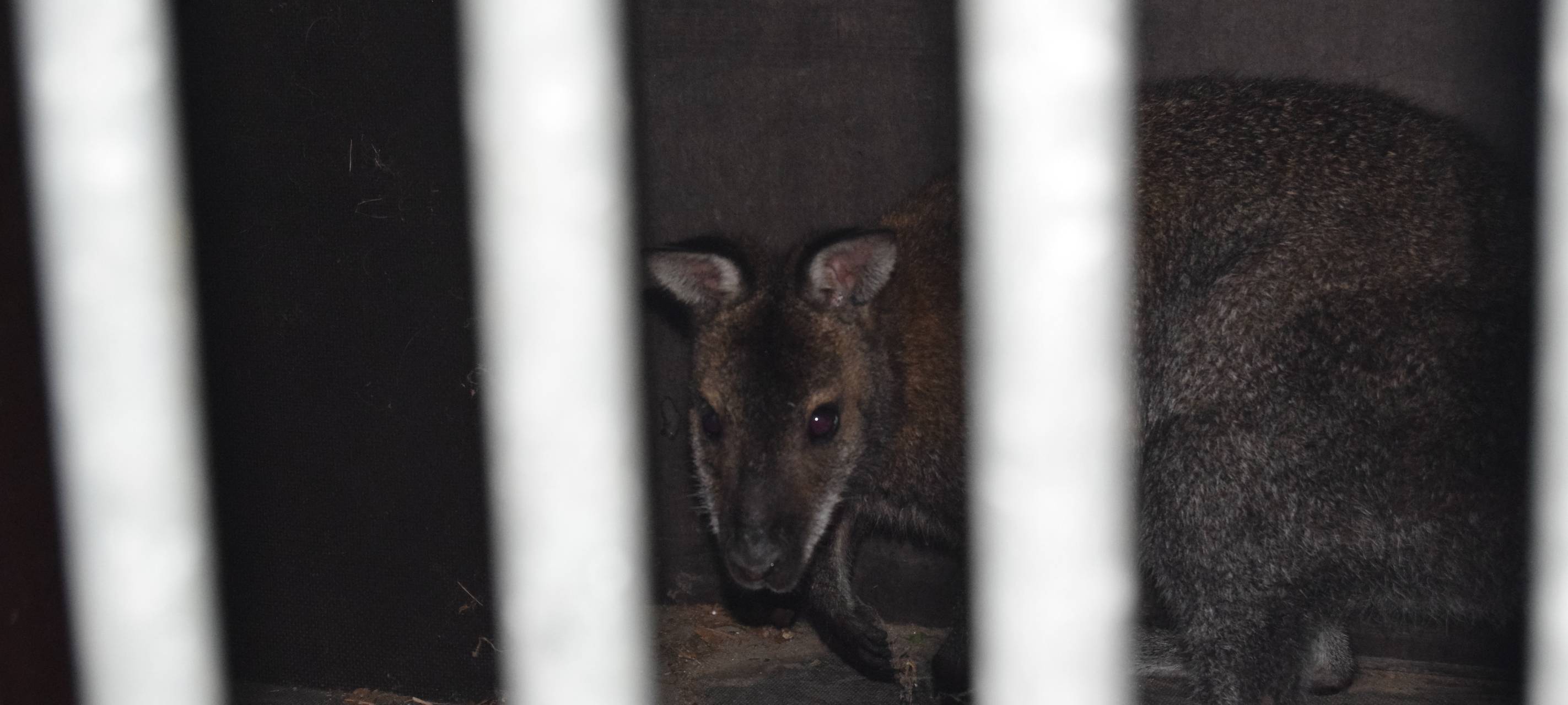 Känguru in Herzogenrath-Merkstein eingefangen
