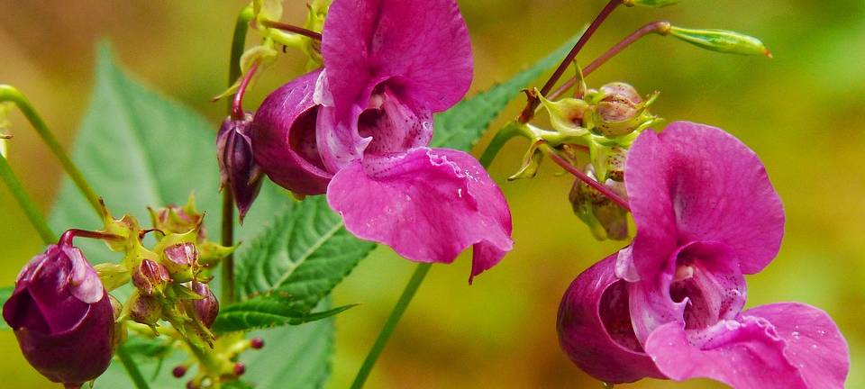 Stadt Aachen bekämpft Springkraut