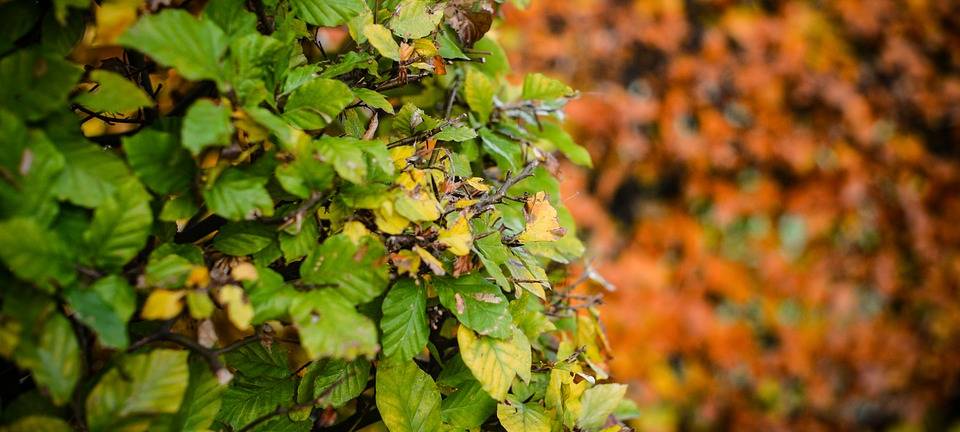 Buchen buchen in Monschau
