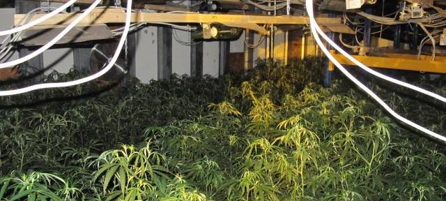 Viel Cannabis und viele Waffen