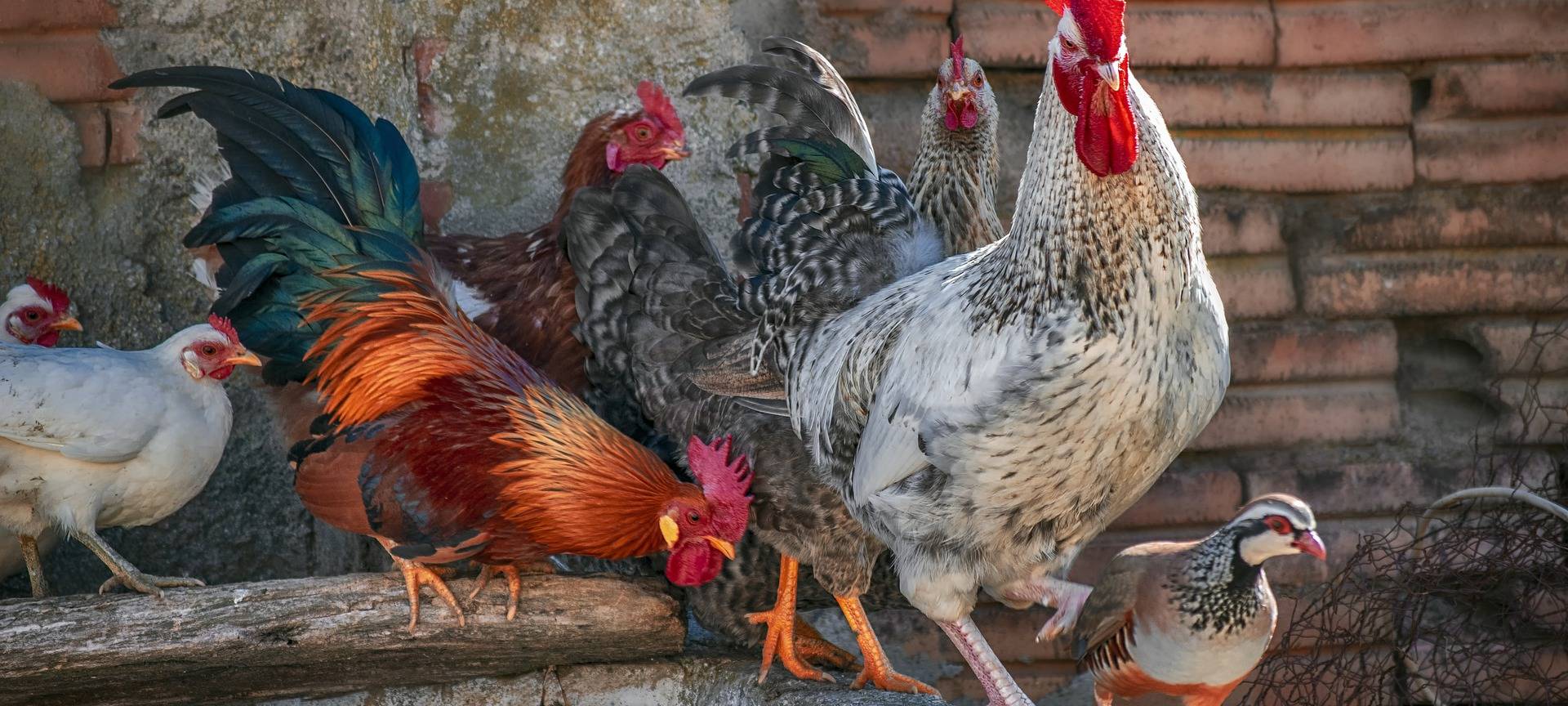 Vogelgrippe: Lage hier noch entspannt