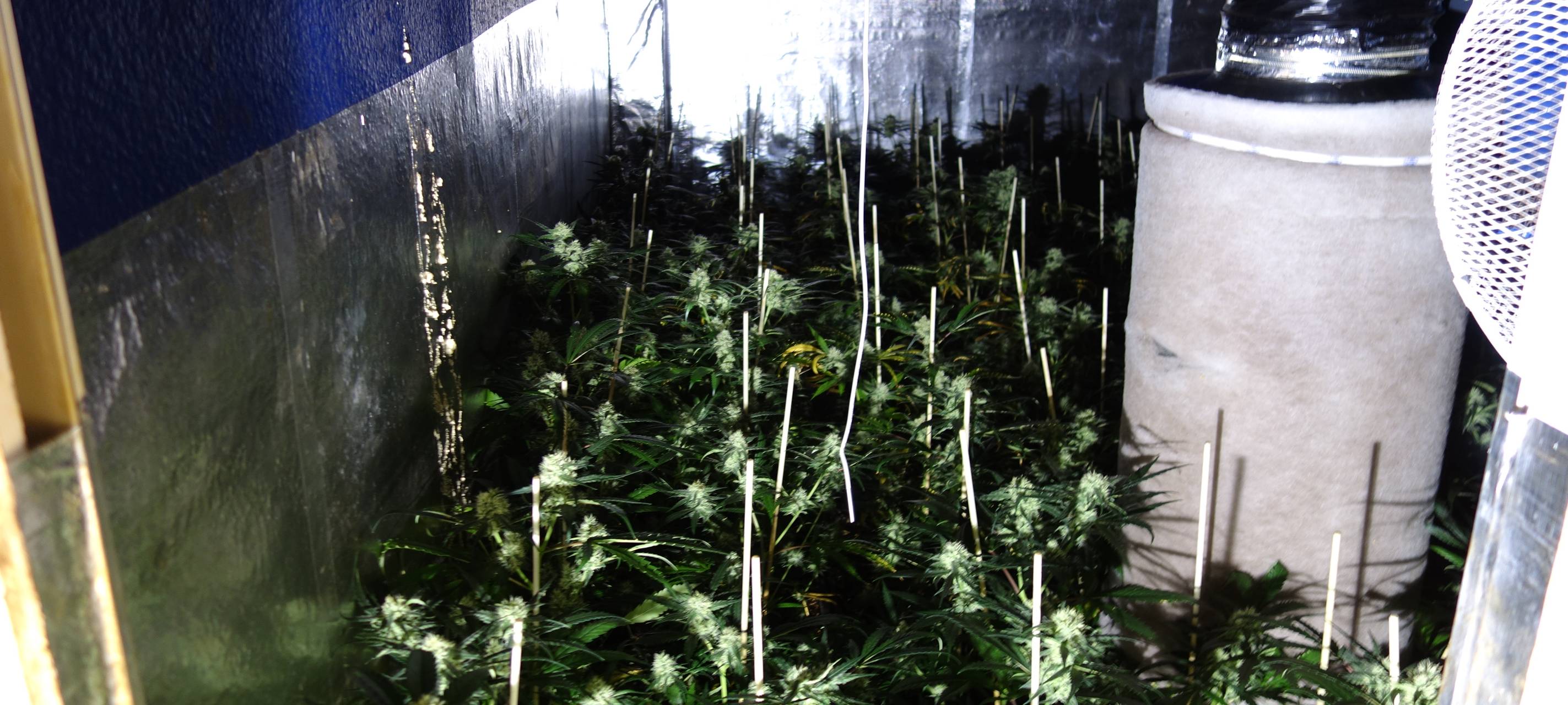 Cannabis-Plantage in Jülich