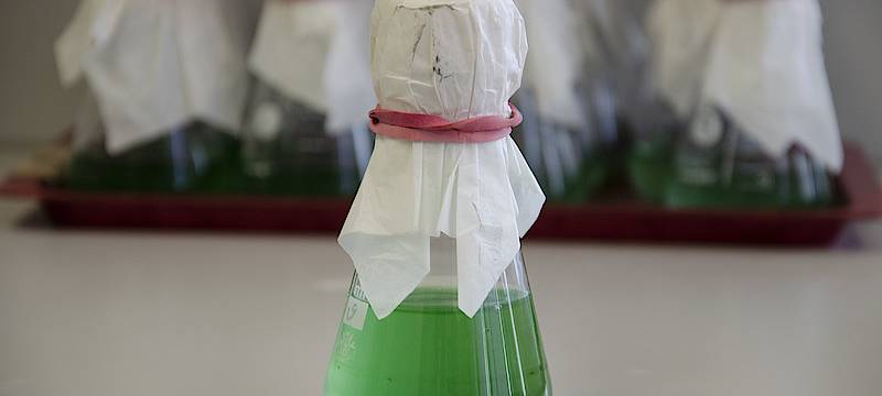 "Lebende Plastikkugel" als Klimaschutz