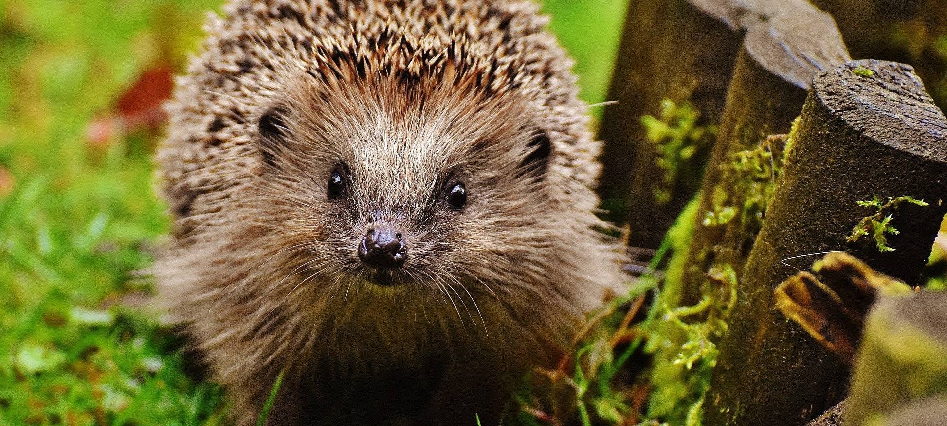 NABU Aachen bittet um Rücksicht bei Igeln