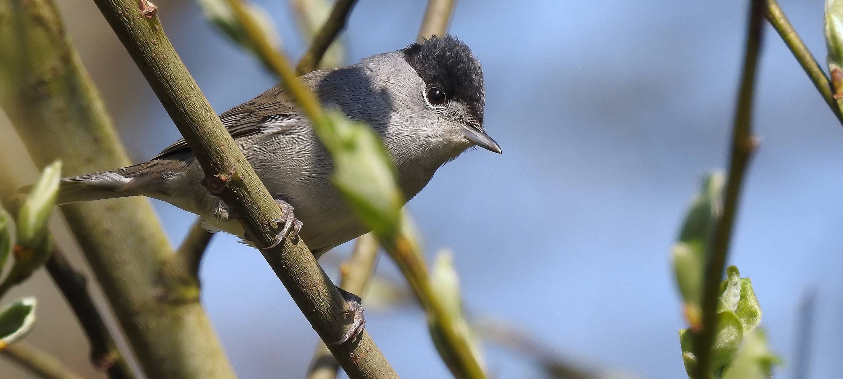 Heckenschonzeit ab Montag