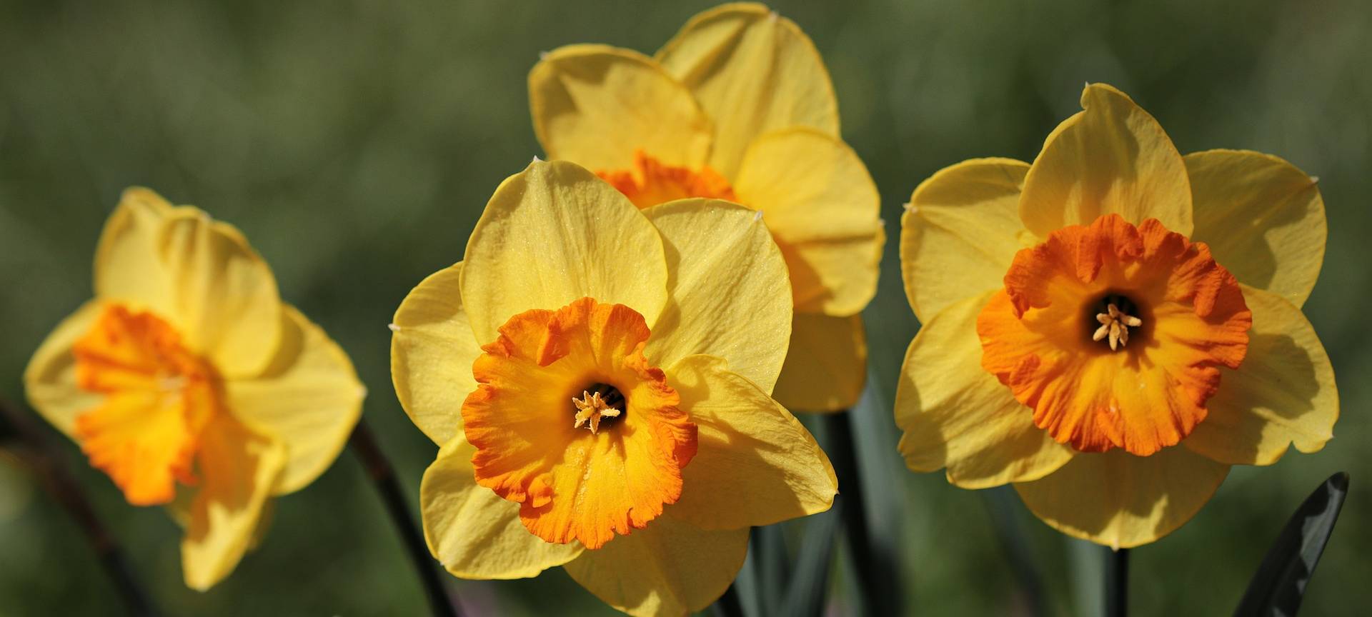 Keine Narzissen-Wanderung