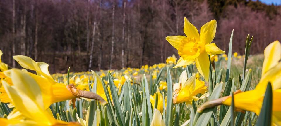 Frühlingstemperaturen lassen Narzissen blühen
