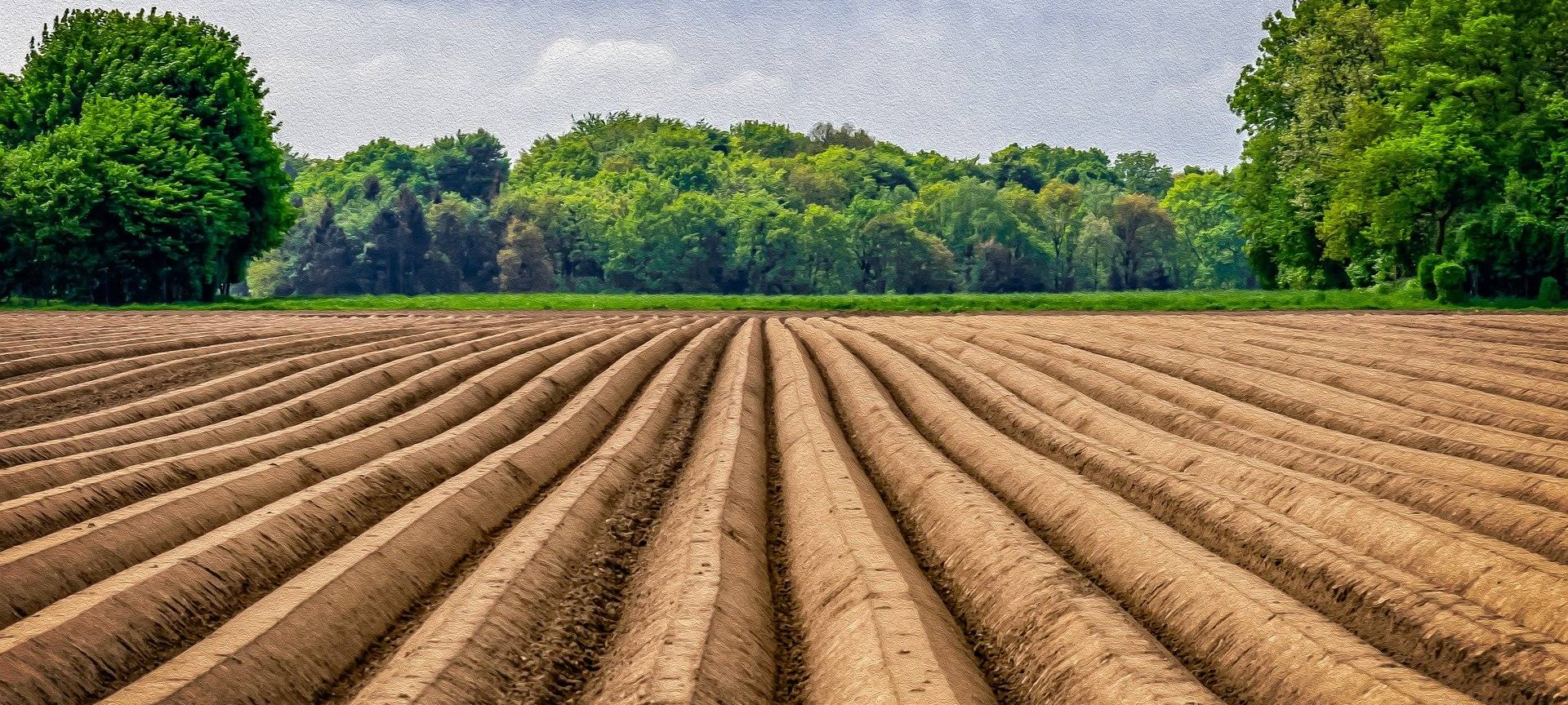 Feldhamster breitet sich aus