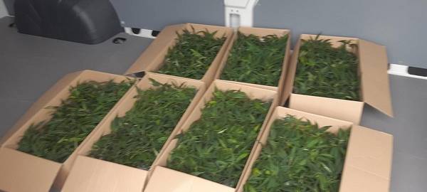 588 Marihuanapflanzen beschlagnahmt