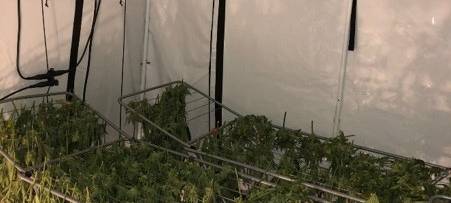 Hanfplantage in Mietwohnung