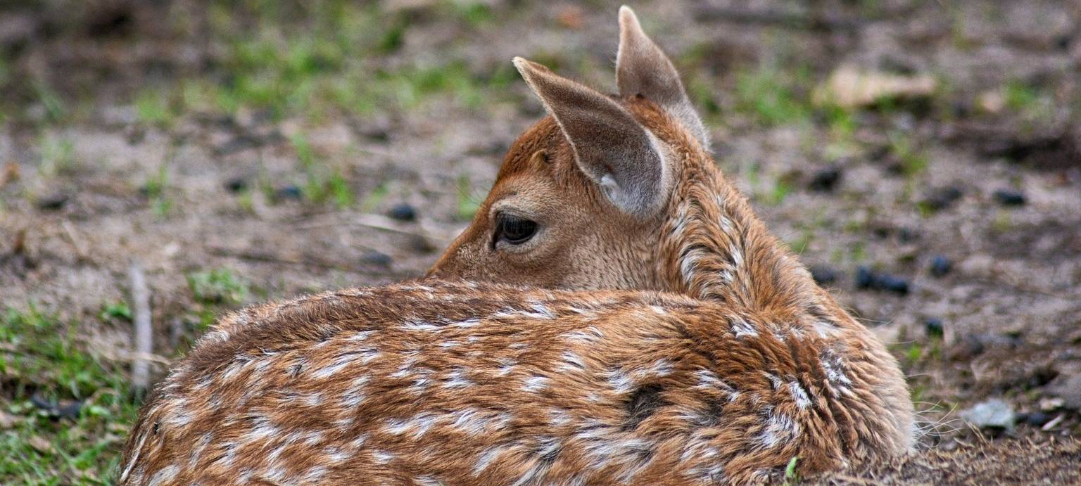 Bitte Wildtier-Nachwuchs in Ruhe lassen!